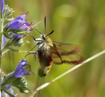 Broad Bordered Bee Hawk