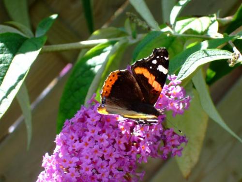 Red Admiral
