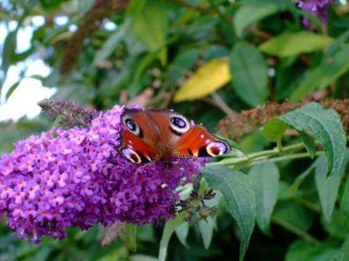 Peacock Butterfly