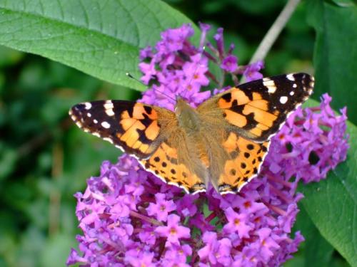 Painted Lady