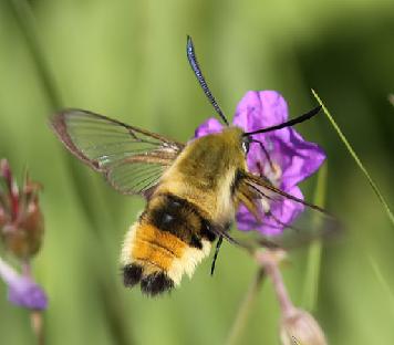 Narrow Bordered Bee Hawk