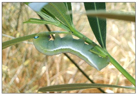 Oleander Hawk, Caterpillar