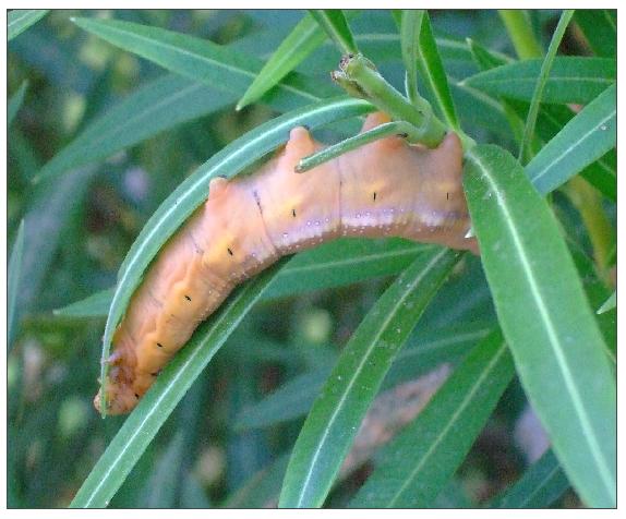 Oleander Hawk, Caterpillar (Gold form)
